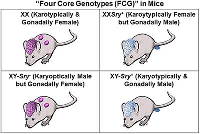 Brain Sexual Differentiation and Requirement of SRY: Why or Why Not?